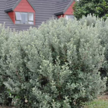Feijoa 'Bambina' shrub with dense, silvery-green foliage. Compact, rounded form, perfect for hedges or garden accents.