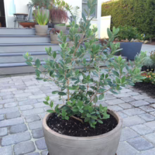 Feijoa sellowiana 'Bambina' shrub in a light-colored pot, featuring silvery-green foliage and a compact, bushy form