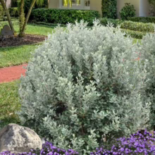 Silver-leaved Feijoa 'Bambina' shrub, a compact evergreen with rounded form, surrounded by a bed of purple flowers in a garden setting.