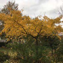 Ginkgo biloba 'Horizontalis' tree with vibrant golden yellow foliage in autumn, low spreading crown shape.