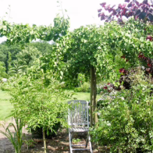 Ginkgo biloba 'Horizontalis' tree with cascading green leaves, creating a shaded garden nook with a chair.
