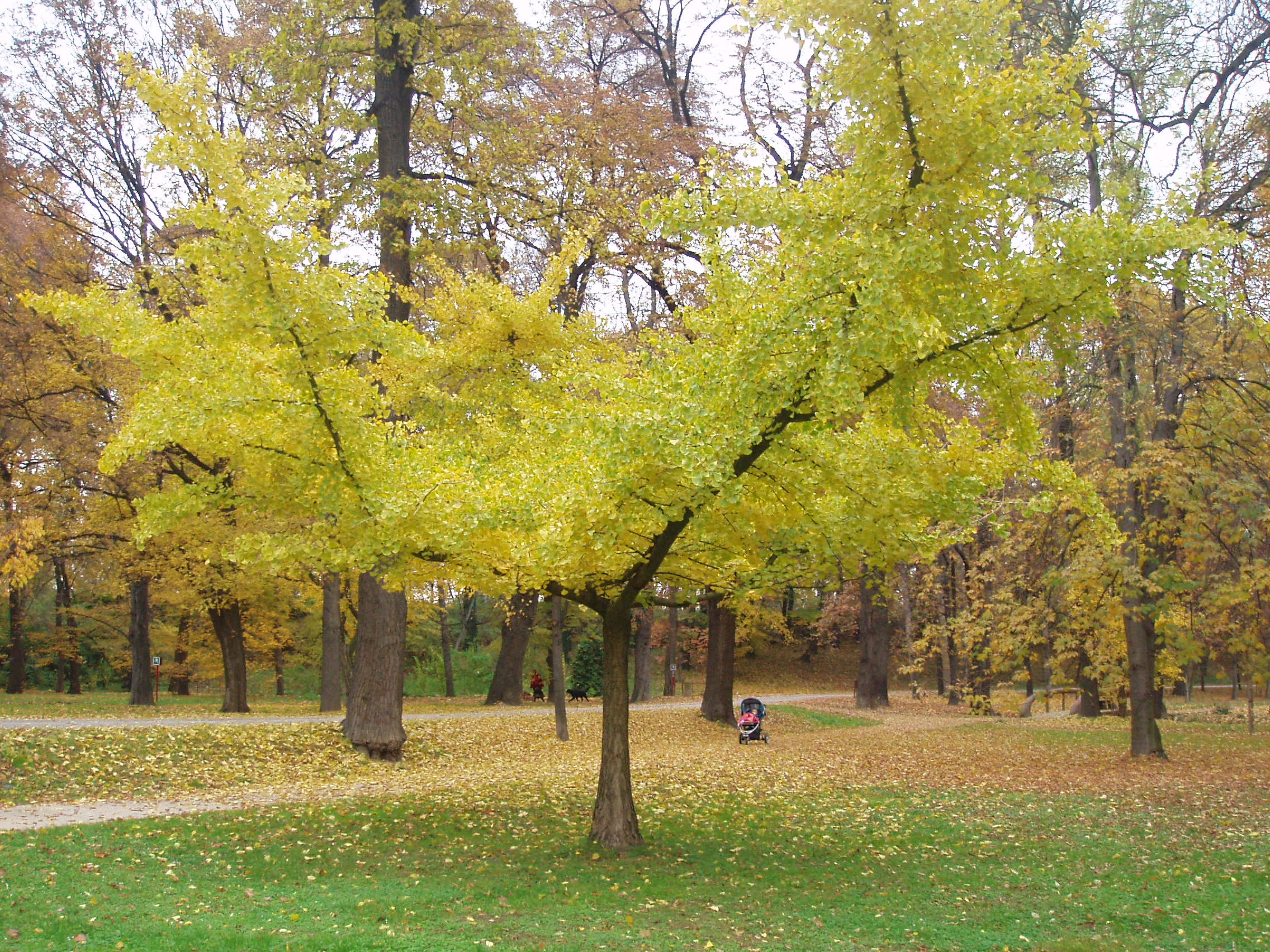 Ginkgo biloba ‘Horizontalis’ tree with vibrant yellow autumn foliage. An ornamental tree with unique fan-shaped leaves, standing in a park setting.