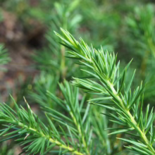 Juniperus conferta branch close-up: bright green needles densely packed on a light green stem, showcasing its lush texture.