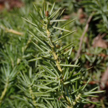 Juniperus conferta branch: needle-like, bright green foliage with a slightly yellow stem, showcasing its dense and spiky texture