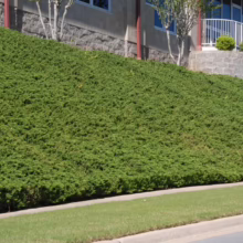 Juniperus conferta ground cover densely blankets a hillside with vibrant green foliage, showcasing its low-maintenance beauty.