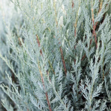 Juniperus scopulorum 'Moonglow' shrub: dense, silvery-blue foliage and upright form.