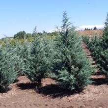 Juniperus scopulorum 'Moonglow' trees with silvery-blue foliage in a field, showcasing their pyramidal form and dense growth.