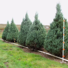 Juniperus scopulorum ‘Moonglow’ trees in a row. Conical blue-green evergreens with dense foliage, accented by a white irrigation pipe.