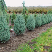 Juniperus scopulorum 'Moonglow' shrubs in a row, showing their dense, silvery-blue foliage and rounded form, ready for landscaping