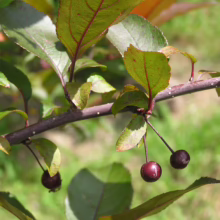 Malus 'Prairifire' crabapple branch with dark red berries and green leaves, showcasing its ornamental beauty.