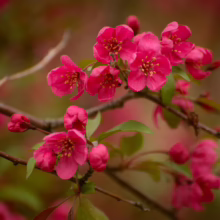 Malus 'Prairifire' crabapple branch bursting with vibrant pink blossoms and unopened buds.