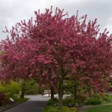‘Prairifire’ crabapple tree bursting with vibrant pink-red blossoms in a garden setting, showcasing its ornamental beauty and spring color