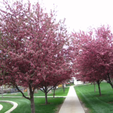 Malus 'Prairifire' trees in full pink bloom line a paved walkway through a green lawn.