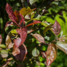 Malus 'Prairifire' leaves: bronze-red maturing to dark green. A colorful ornamental tree.