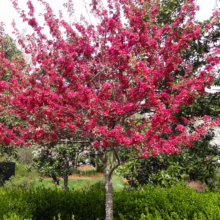 Malus 'Prairifire' crabapple tree ablaze with vibrant red blossoms against lush green foliage.
