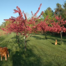 Malus 'Prairifire' crabapple trees in bloom with red flowers, set in a green field with a golden retriever and a cat.