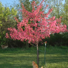 Malus 'Prairifire' crabapple tree in full bloom, displaying vivid pink blossoms. An orange cat sits at its base on a green lawn.