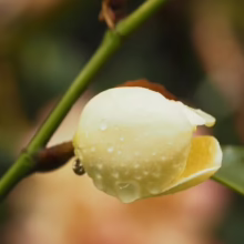 Michelia yunnanensis 'Honey Velvet' magnolia bud, creamy yellow, covered in delicate water droplets.
