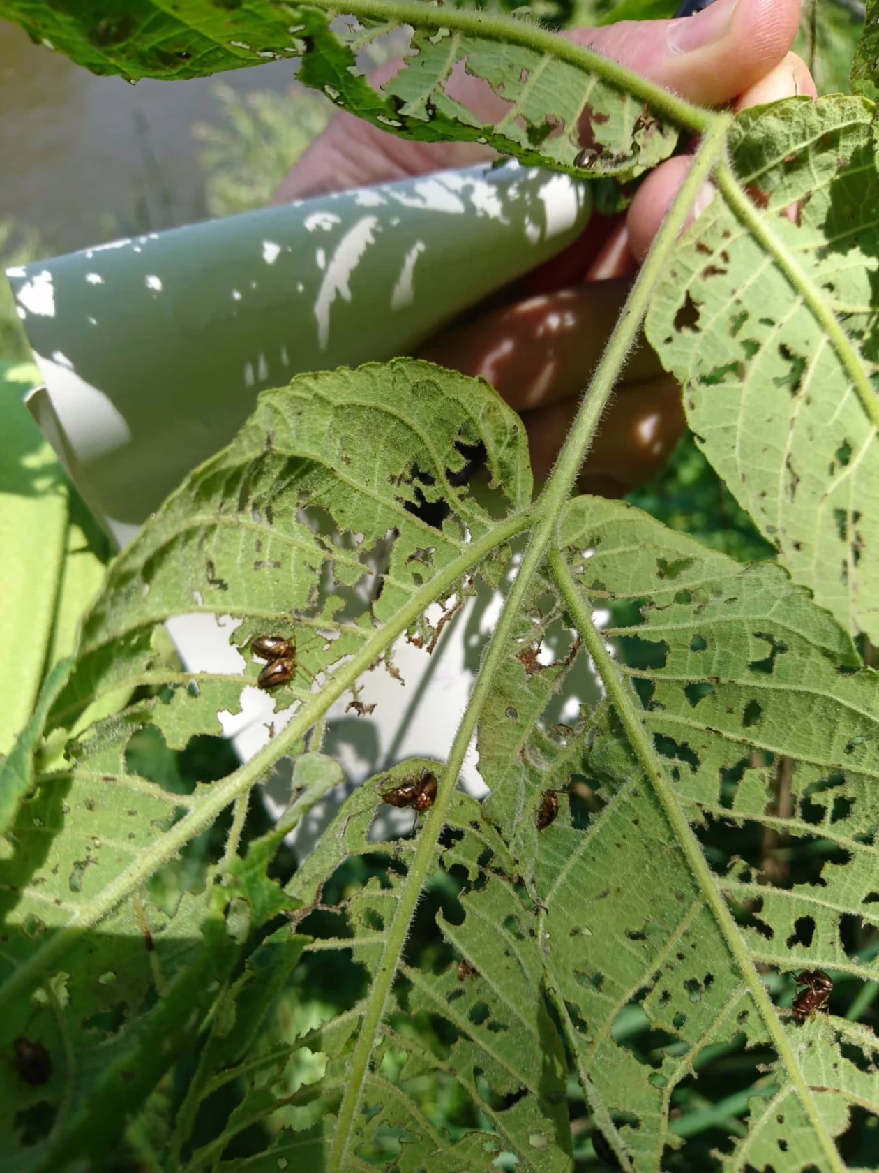 Grass grub beetles infesting a tree leaf. The green leaf shows extensive damage from grass grub beetle feeding, with many holes and ragged edges. Several beetles are visible on the leaf surface, showcasing a grass grub beetle infestation.