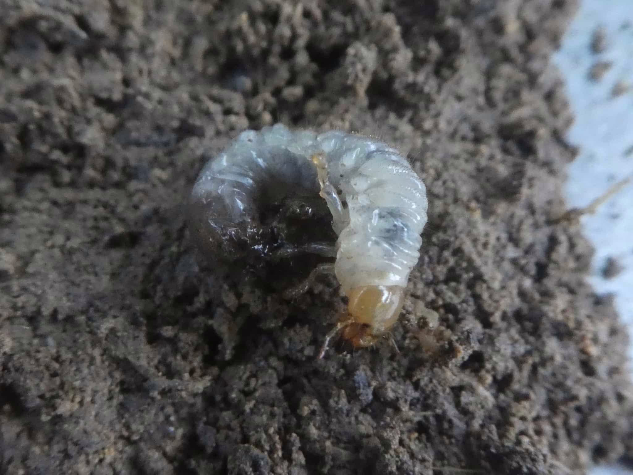 A curled, white grass grub beetle larva in soil, showing its brown head and legs. This grub is a common lawn pest in New Zealand.