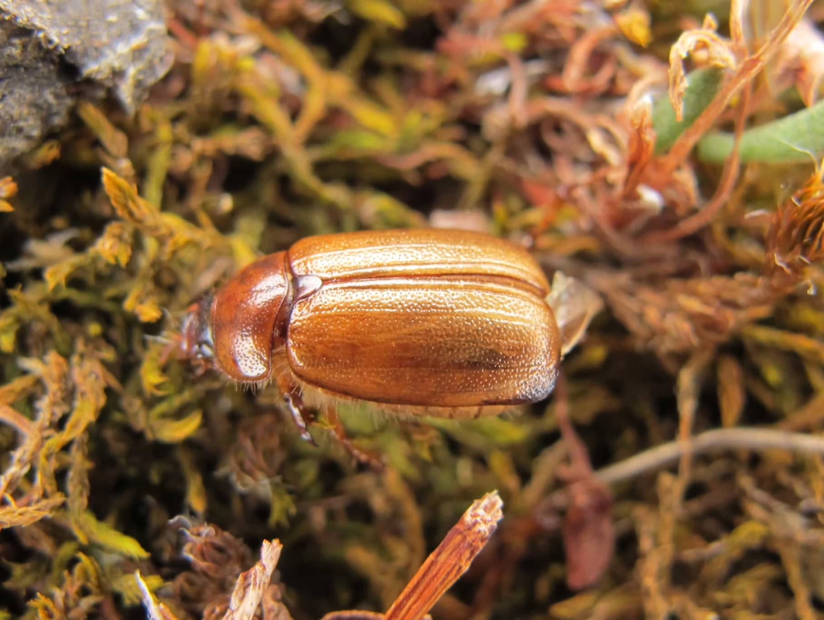 A grass grub beetle, light brown and oval-shaped, rests on a bed of green and brown moss. The beetle's segmented body and tiny legs are visible in this close-up shot.