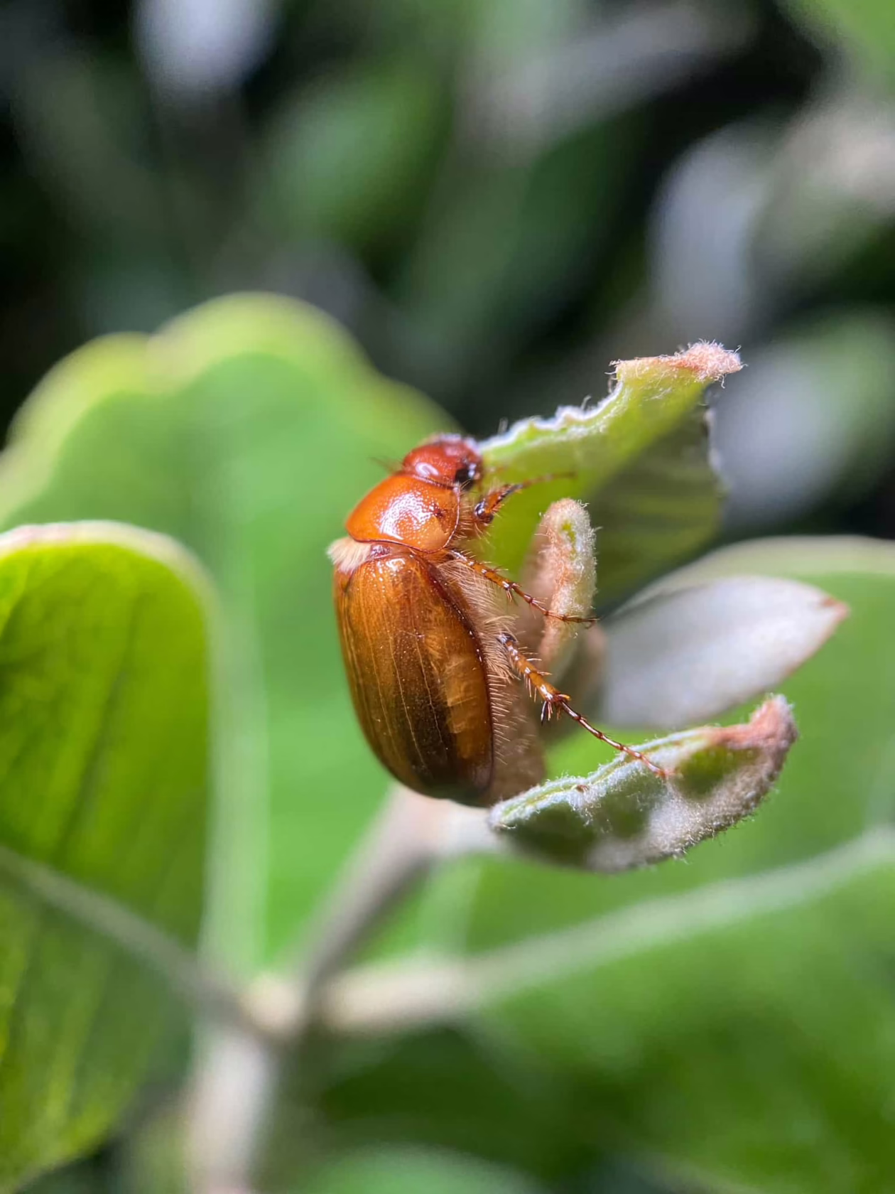 A grass grub beetle, identified by its light brown shell and fuzzy legs, clings to a green leaf. Close-up shot showcasing the beetle's texture and detail against a blurred, natural background.