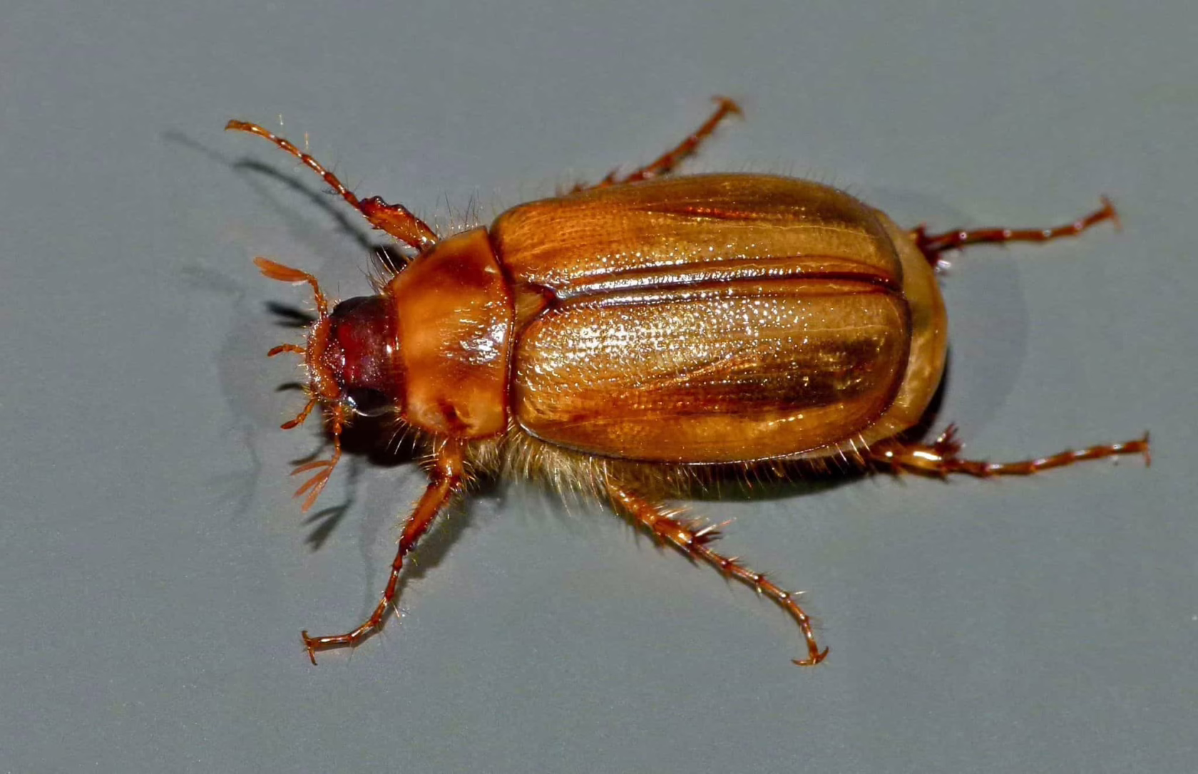 Close-up of a brown grass grub beetle with spiky legs on a gray surface. Focus is on the beetle's textured shell.