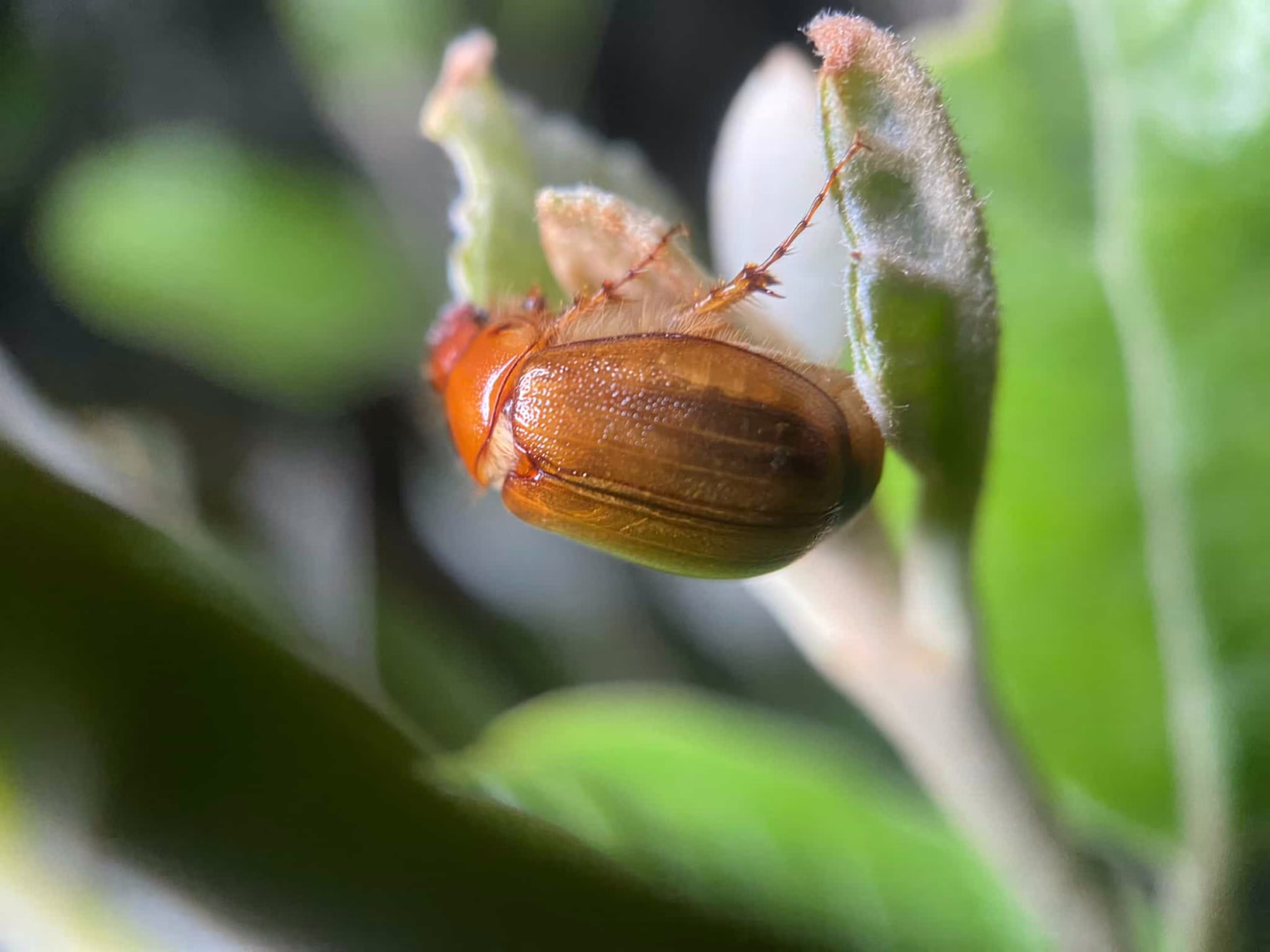 A grass grub beetle, a light brown color, clings to the edge of a fuzzy green leaf, showcasing its textured shell and delicate legs. The beetle is a common garden pest in New Zealand.