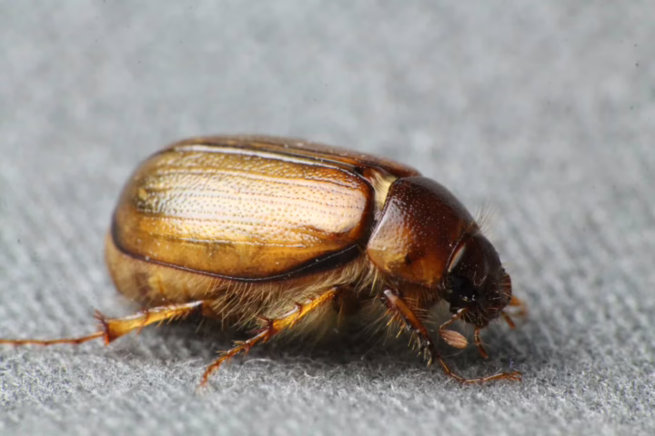 A close-up of a grass grub beetle, a common New Zealand pest, showing its brown, segmented body, hairy legs, and textured shell on a gray surface.