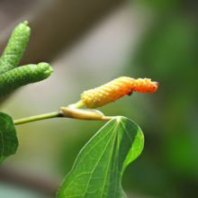 Piper excelsum fruit spike, transitioning from green to yellow to red, with textured surface and veined leaf