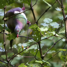 New Zealand pigeon clinging to a branch of a Piper excelsum tree, showcasing its vibrant purple, green, and white plumage.