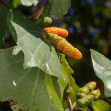 Piper excelsum tree branch with large green leaves and unripe, textured yellow-orange fruit clusters