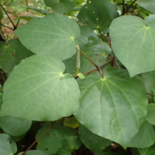 Piper excelsum plant with heart-shaped green leaves and a slender, beaded flower spike