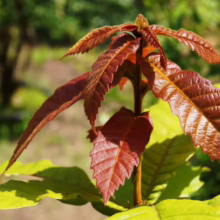 Quercus germana sapling with striking copper-red new growth leaves, showcasing serrated edges and textured surface