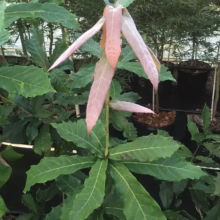Quercus germana sapling with large green leaves and striking pink new growth, showcasing its unique foliage