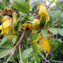 Sophora howinsula: Close-up reveals vibrant yellow, bell-shaped flowers amid lush green foliage on this plant