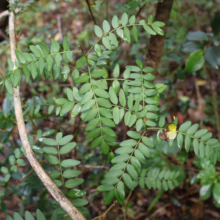 Sophora howinsula's vibrant green foliage: small, rounded leaves paired along the stem create a lush, natural texture.