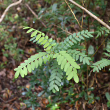 Sophora howinsula: Young plant with bright green, fern-like foliage. Small, rounded leaves arranged in opposite pairs along stems.