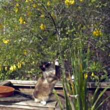 Cat reaching for yellow bell flowers on a Sophora howinsula tree in a garden setting.