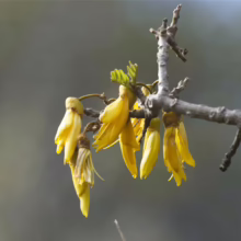 Sophora howinsula branch with vibrant yellow, bell-shaped flowers hanging down, and small green leaves emerging