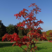 Sorbus 'Eastern Promise' tree with brilliant red autumn foliage against a clear blue sky, standing on a green lawn.