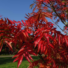 Sorbus 'Eastern Promise' tree with vibrant red leaves against a clear blue sky. Autumn foliage detail.