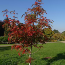 Sorbus ‘Eastern Promise’ tree with vibrant red and green foliage, standing in a grassy park under a clear blue sky