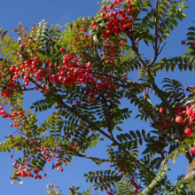 Sorbus 'Eastern Promise' branch heavy with clusters of vibrant red berries against a clear blue sky, showcasing its lush foliage.