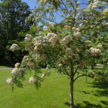 Sorbus 'Eastern Promise' tree with clusters of creamy white flowers against green foliage, set in a sunny lawn.