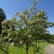 Sorbus 'Eastern Promise' tree in bloom. White flowers and green leaves against a blue sky in a park setting.