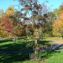 Young Sorbus 'Eastern Promise' tree with bright red berries, planted in a green lawn with colorful autumn trees in the background.