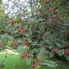 Sorbus 'Eastern Promise' tree laden with vibrant red berries and green pinnate leaves, creating a lush, full canopy