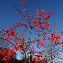 Sorbus 'Eastern Promise' tree branches laden with vibrant red berries against a clear blue sky