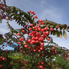 Sorbus 'Eastern Promise' with clusters of salmon-pink berries and green pinnate leaves against a blue sky